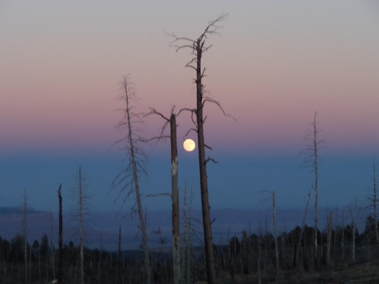 Free Forest Fire photo and picture