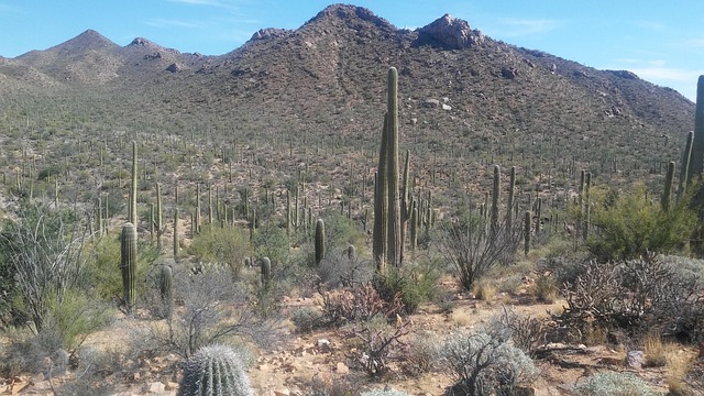 Free Cactus Tucson photo and picture