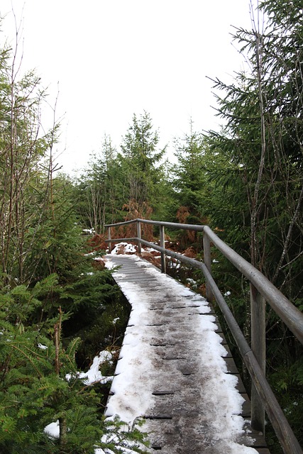 Free Forrest Snow photo and picture