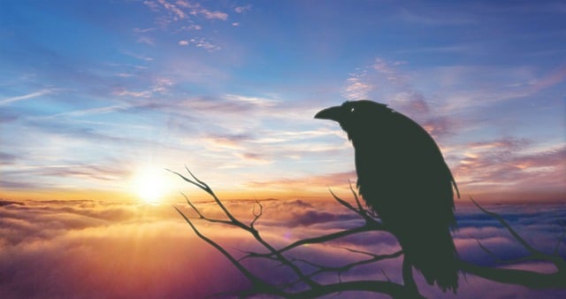 Free crow bird sunset illustration