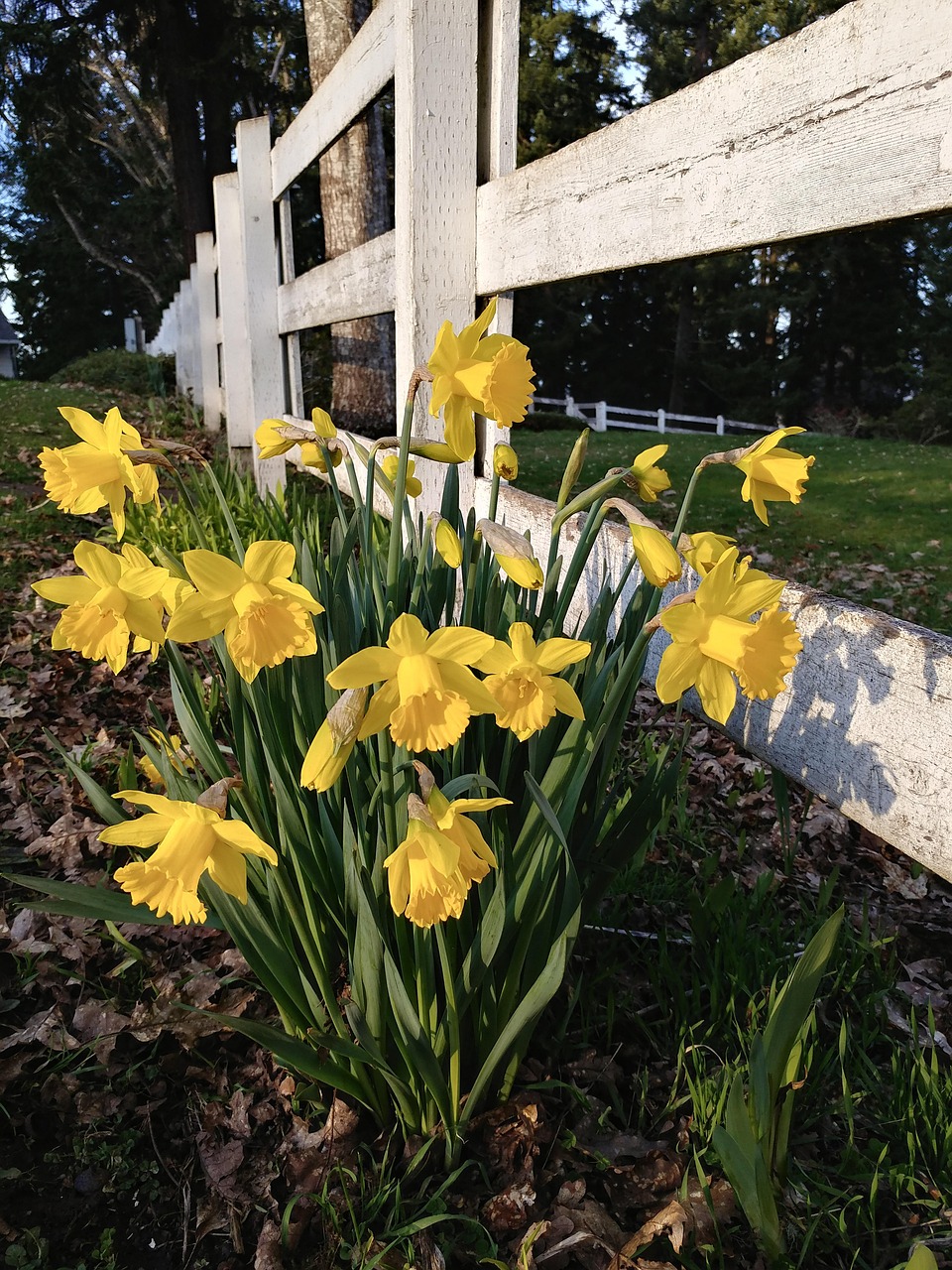 Daffodils Bloom Free photo on Pixabay Pixabay