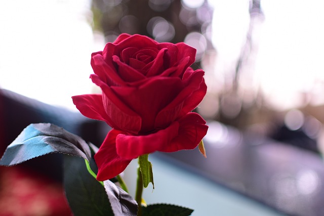 Free Rose Nature photo and picture