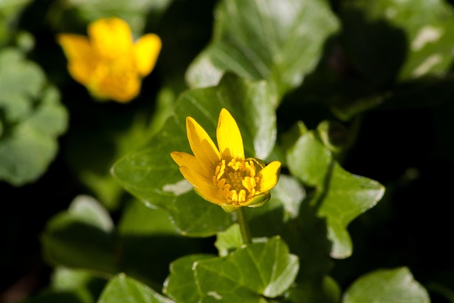 Free Flower Spring photo and picture