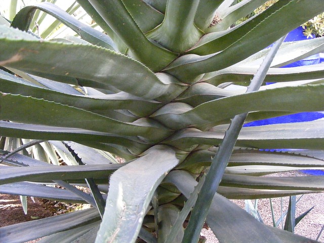 Saftig, Kakteen, Pflanze, Natur, Garten