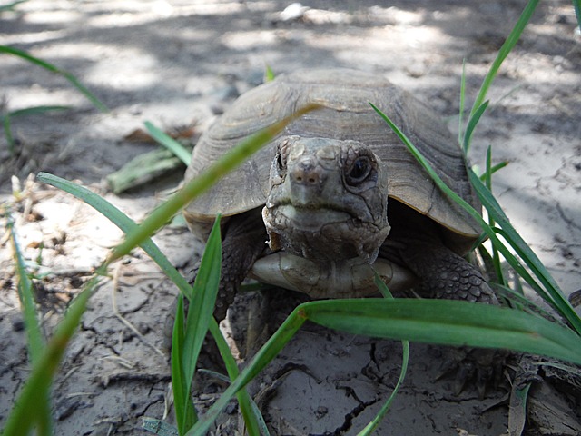 Schildkröte, Nahaufnahme, Natur, Tier