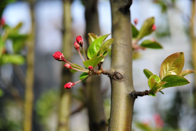Free Posted Stem Begonia Shoots photo and picture