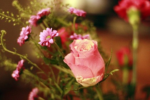 Flor, Flores, Primavera, Naturaleza