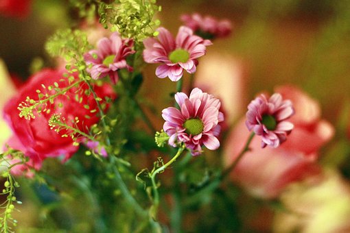 Flor, Flores, Primavera, Naturaleza