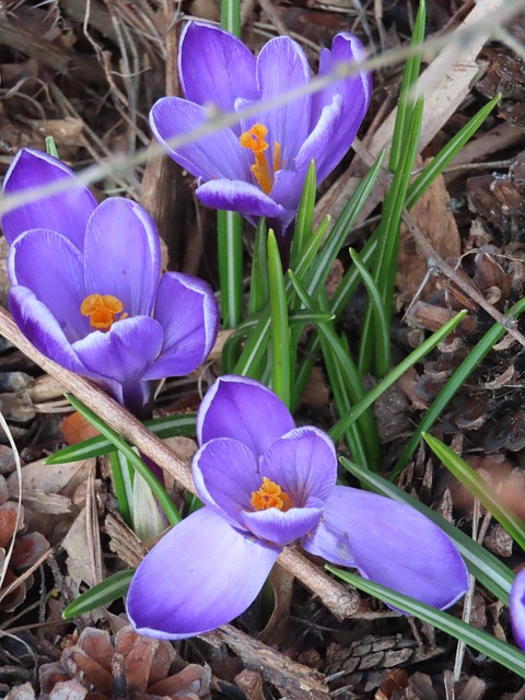 Free Crocus Nature photo and picture