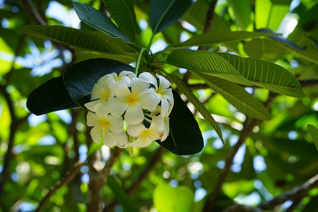 Blüte, Frühjahr, Frühling, Natur, Garten