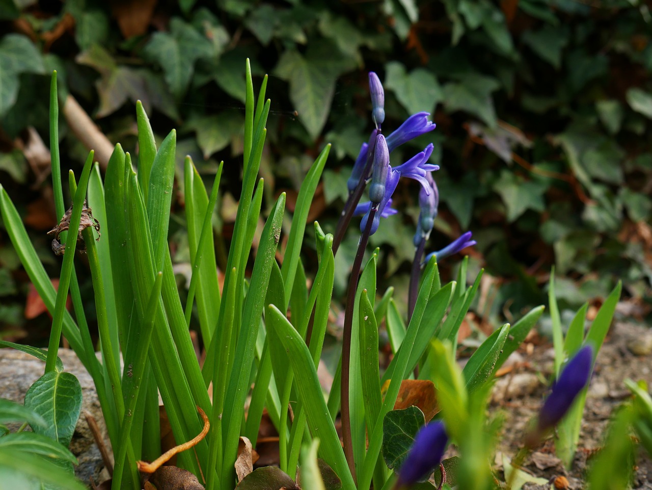 花 青 春 - Pixabayの無料写真 - Pixabay