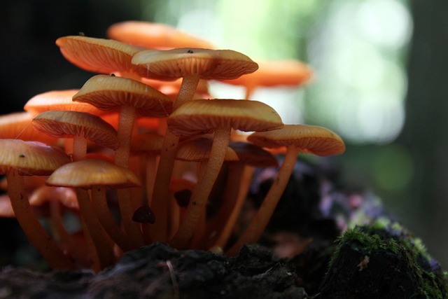 Free Mushrooms Fungus photo and picture