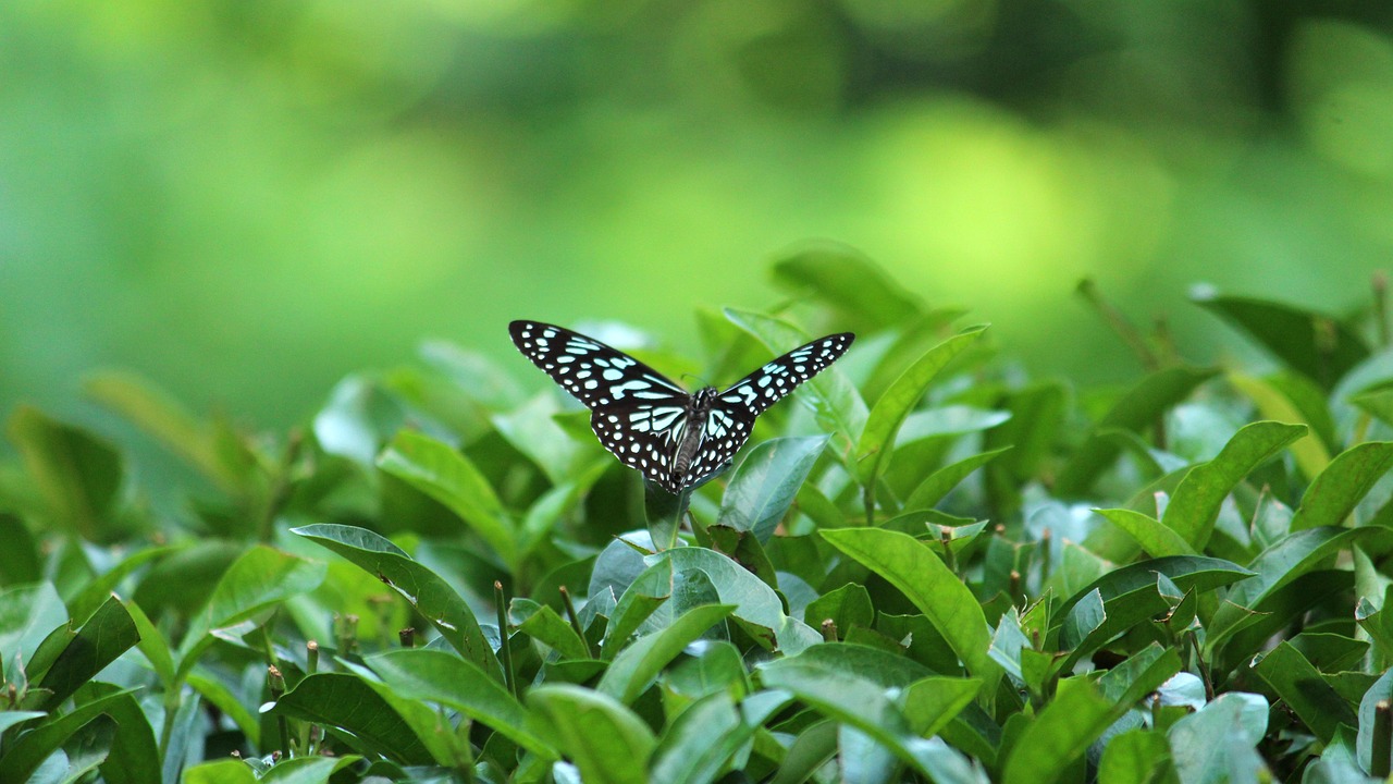 Kerala - free online jigsaw puzzle photo