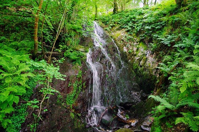 Free Waterfall Forest photo and picture