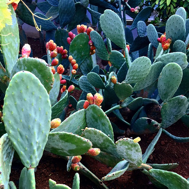 Figenkaktus, Blomster, Blomst, Natur