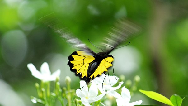 Free Kerala India photo and picture