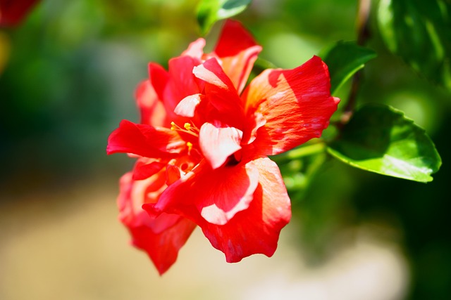 Free Hibiscus Flower photo and picture