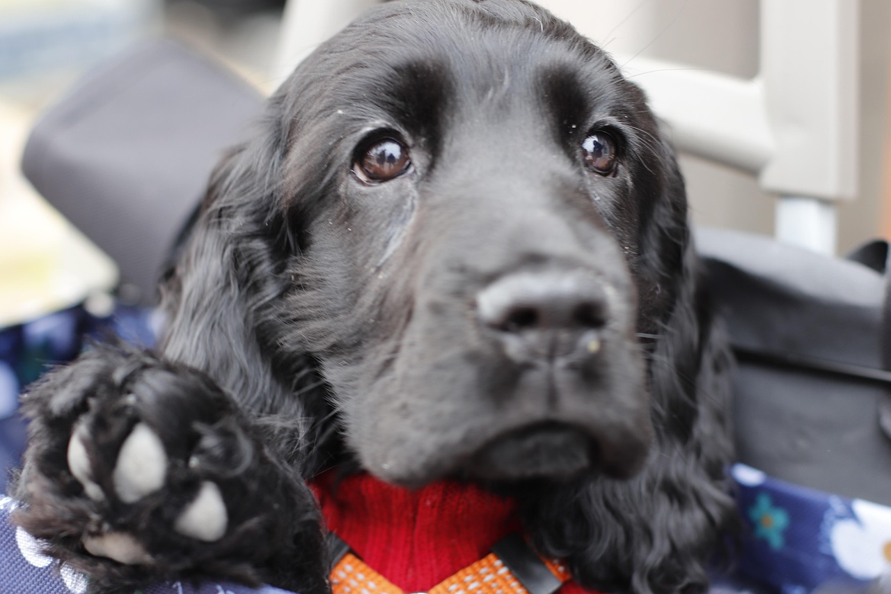 Dog - free online jigsaw puzzle photo