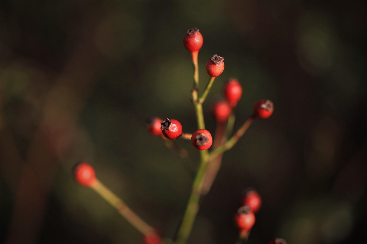 10+ Free Rose Hip Seeds & Rose Hip Images Pixabay