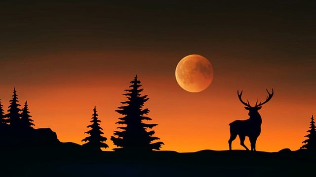 Natureza, Lua, Pôr Do Sol