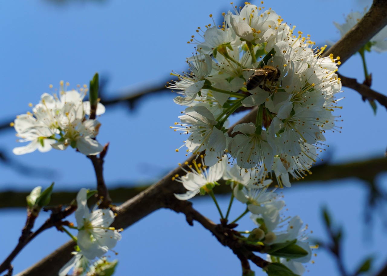 Mirabelle Tree - free online jigsaw puzzle photo