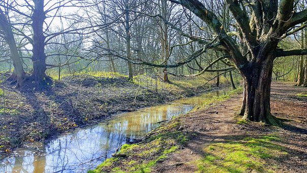 Wald, Natur, Belgien, Bäume