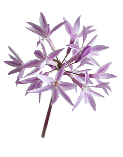 Free flower social garlic plant illustration