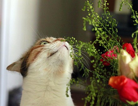 Gato, Flores, Gatito, Flor, Animales