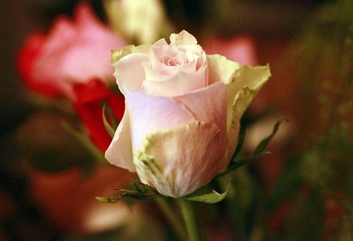 Flor, Papel Pintado De Flores, Flores