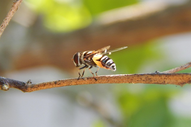 Bij, Insect, Dier, De Lente, Natuur