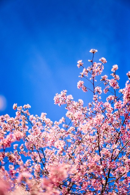 Free Cherry Blossom Spring photo and picture