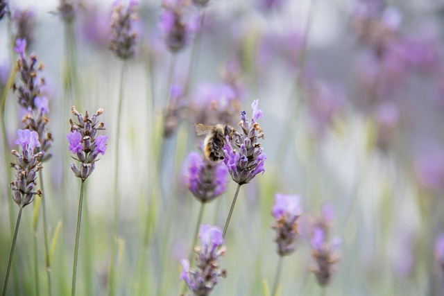 Free Bumblebee Bee photo and picture