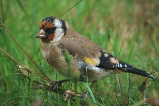 European Goldfinch, Small, Songbird