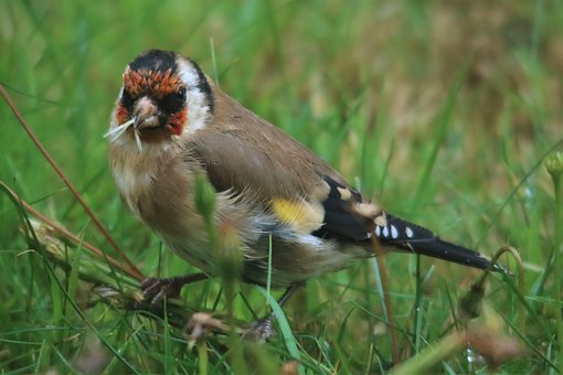 European Goldfinch, Beak, Small