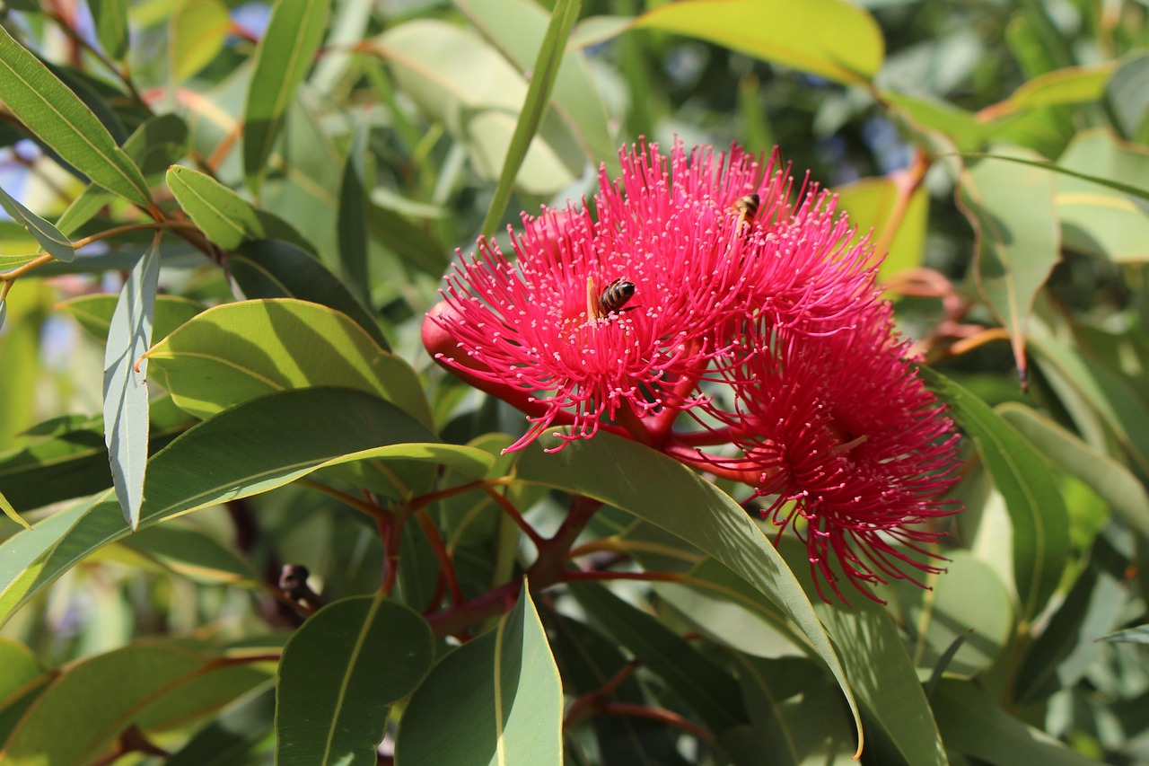 100+ Free Eucalyptus Leaves & Eucalyptus Images Pixabay