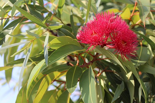 Eukalyptus Gummibaum Baum - Kostenloses Foto auf Pixabay