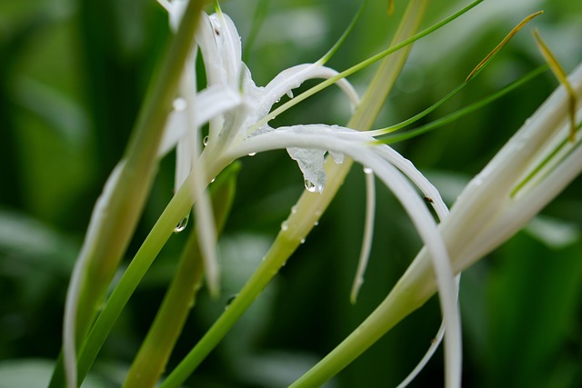 Free Lily Lilac photo and picture