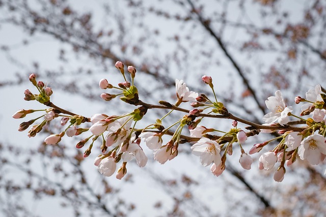 Free Cherry Blossom Blossom photo and picture
