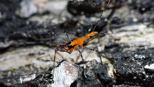 Free Insect Spider photo and picture