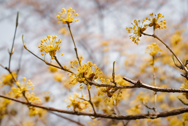 Free Flower Spring photo and picture
