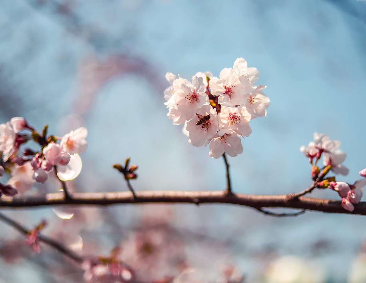 超过 100000 张关于“Cherry Blossom Træ”和“自然”的免费图片 - Pixabay