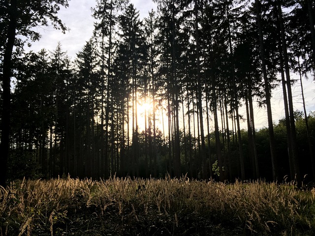 Free Forest Peace photo and picture