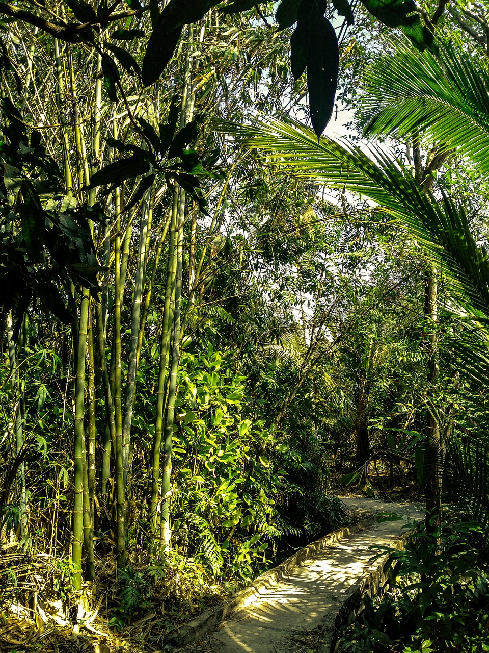 Landschaft Bambus Pfad Vietnam - Kostenloses Foto auf Pixabay