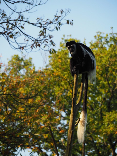 Free Monkey Primate photo and picture