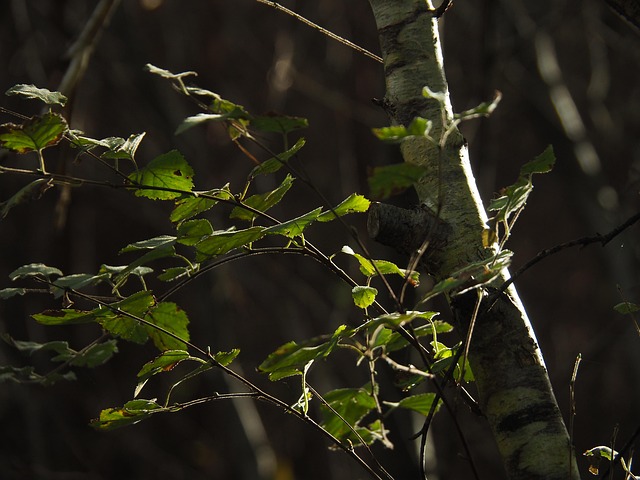 Free Tree Birch photo and picture