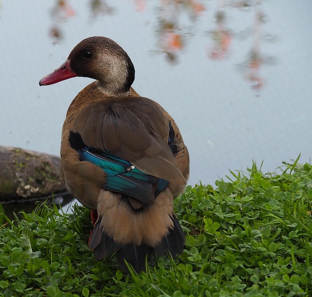 Free Duck Pen photo and picture