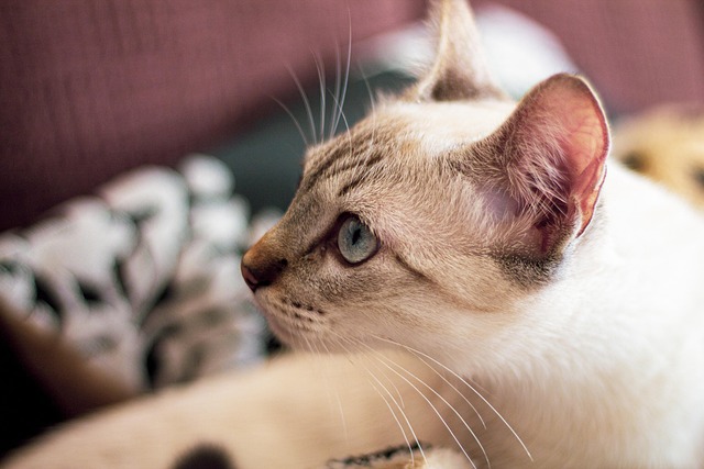 Free Cat Feline photo and picture