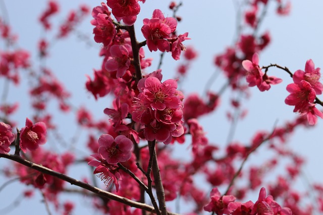 Free Flower Red photo and picture