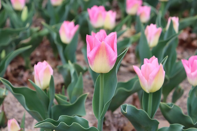 Free Flower Flower Wallpaper photo and picture