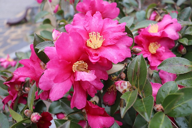 Free Spring Pink photo and picture